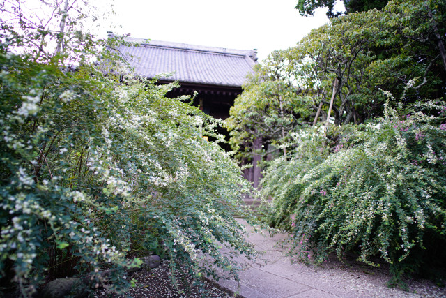 本堂前に咲く萩の花